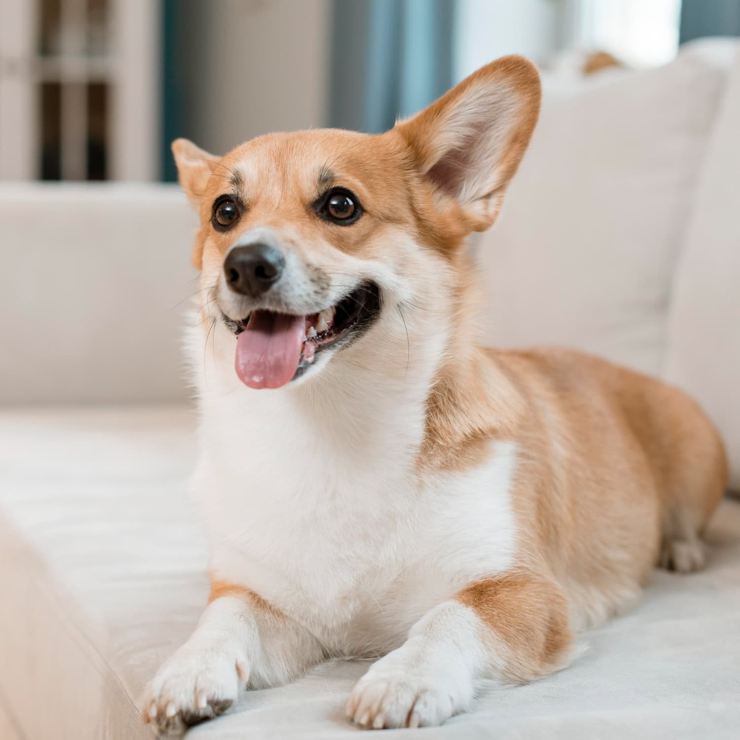 Happy Corgi dog lying on a cozy sofa indoors, playful and joyful pet.