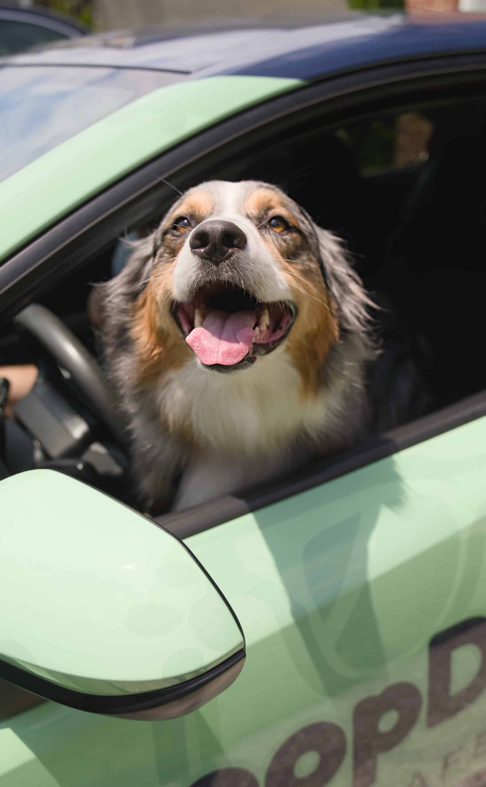A happy dog with its tongue out looks out the window of a green ScoopDoods-branded car.
