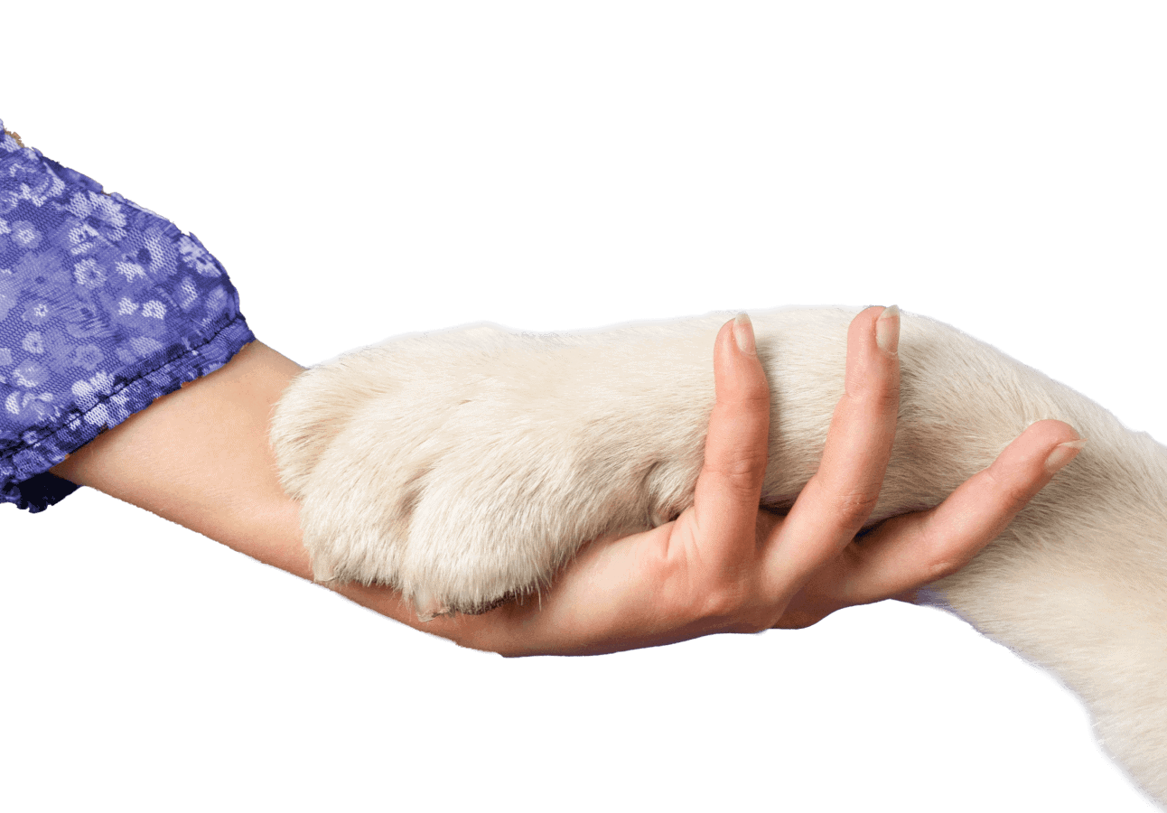 Puppy paw being held by person in a blue floral sleeve, pet care, dog love, canine friendship, ScoopDoods.
