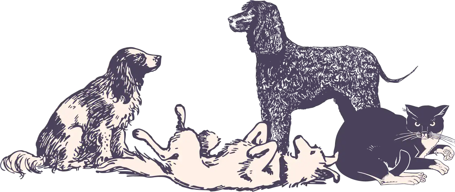 Dog and cat playing together, pets interaction, animals, playful pets, ScoopDoods.