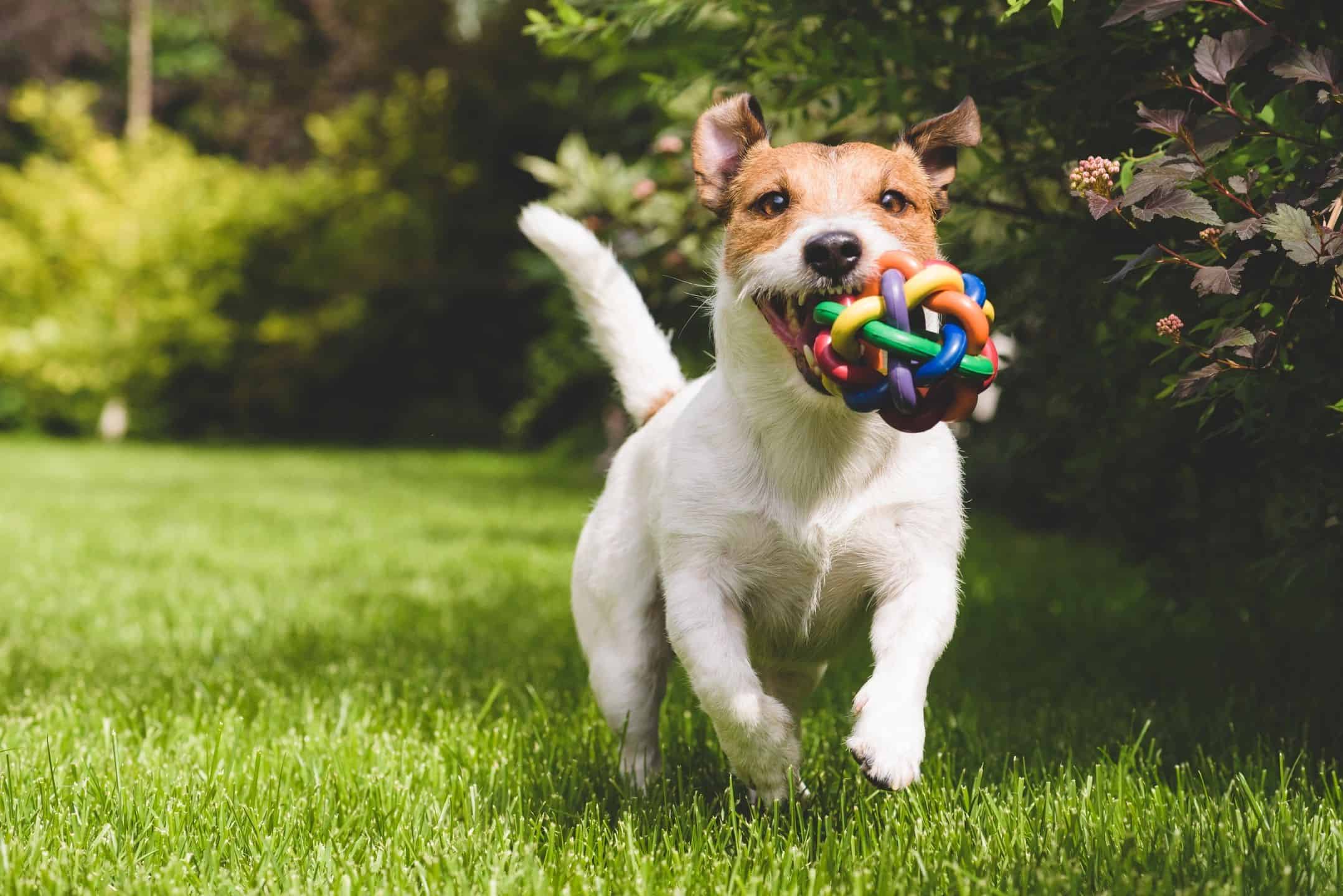 Playful Jack Russell Terrier running with a colorful rubber ball outdoors on a lush green lawn.