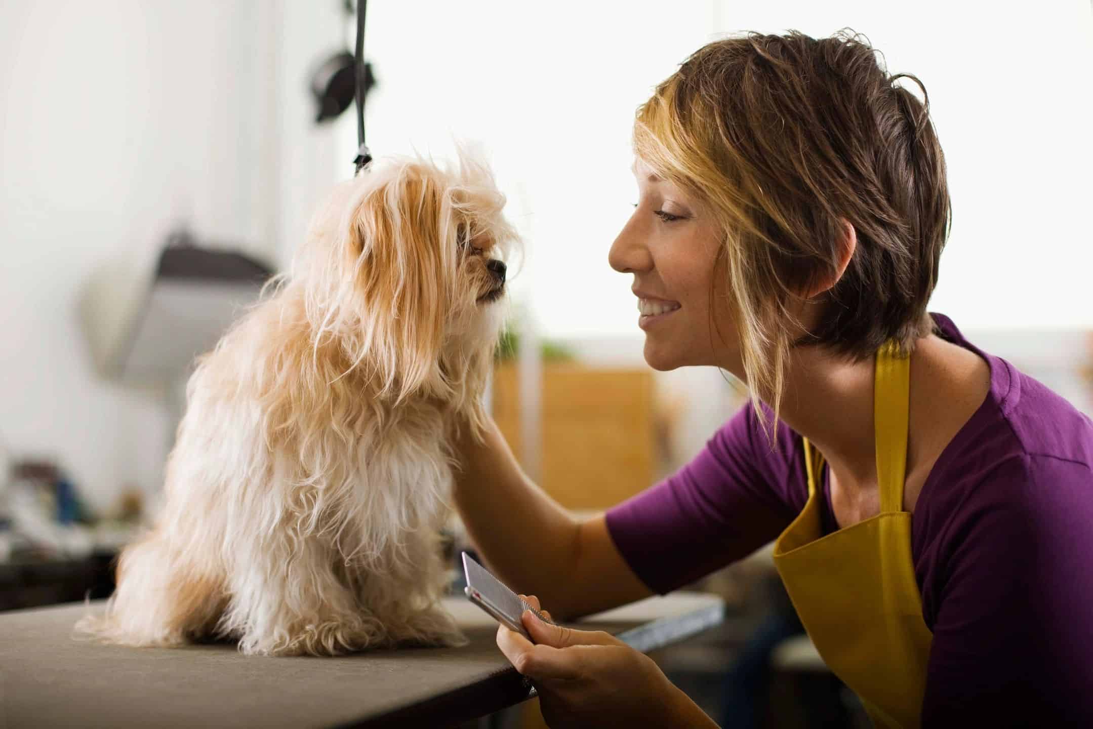 Adorable dog grooming session with a cute Shih Tzu and a smiling groomer at ScoopDoods.